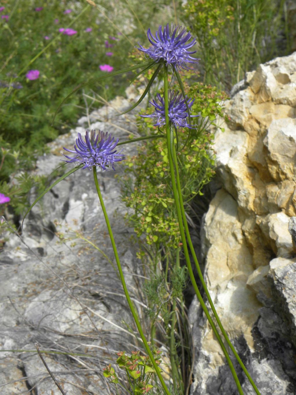 Phyteuma scheuchzeri / Raponzolo di Scheuchzer